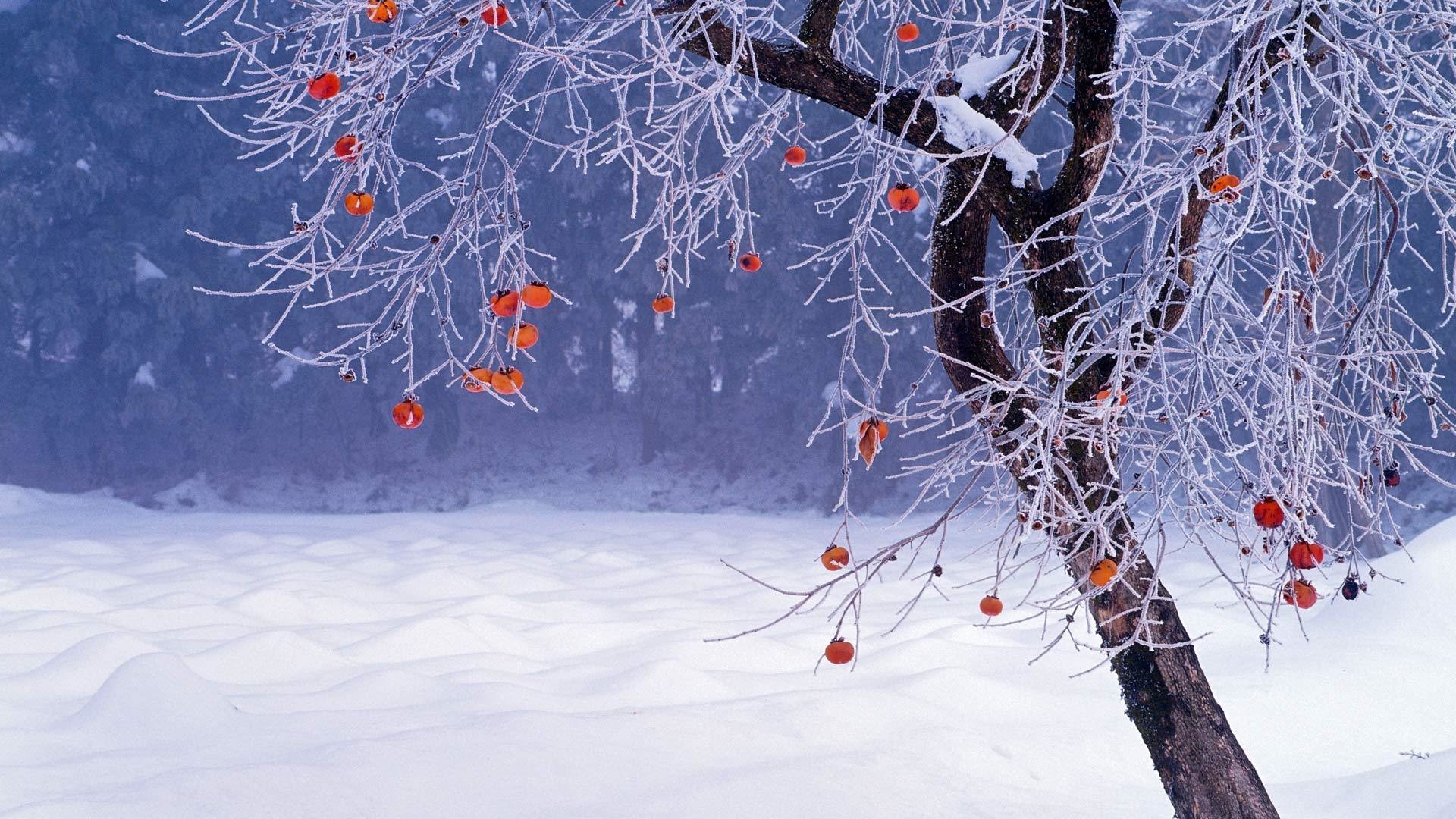 im fond d'écran,hiver,la nature,arbre,gelé,neige