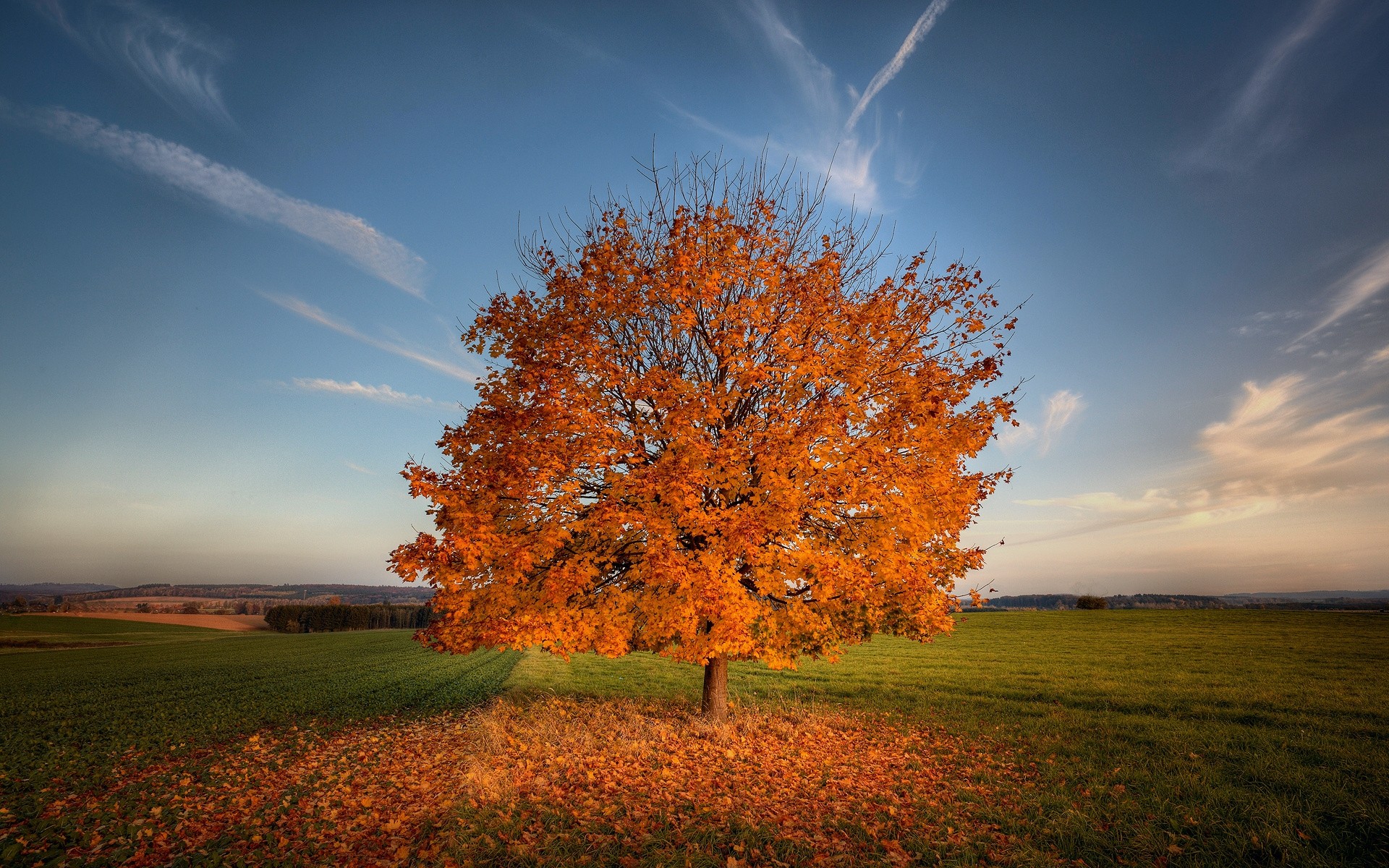 ich bin wallpaper,himmel,baum,natürliche landschaft,natur,blatt