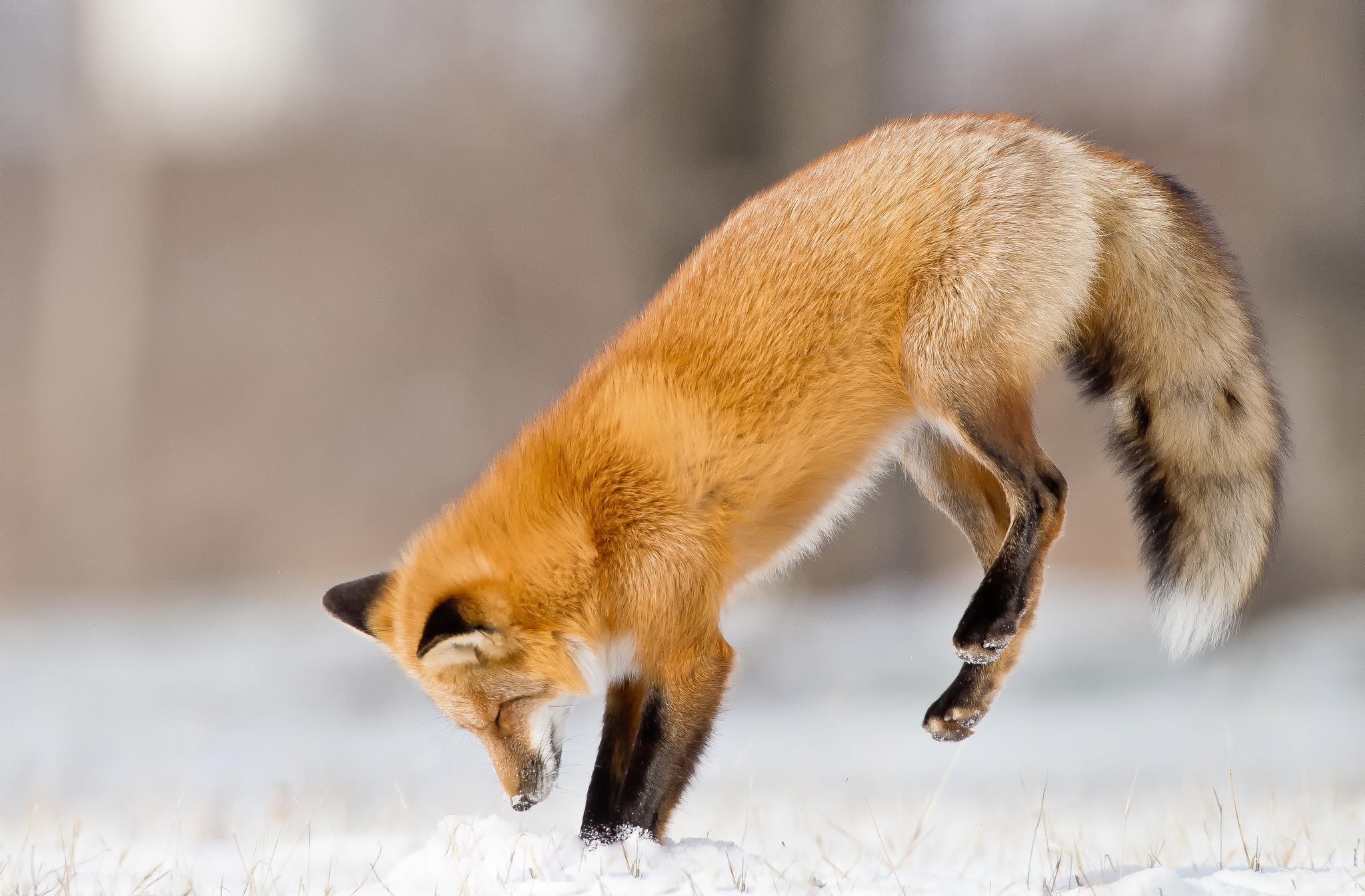 ich bin wallpaper,roter fuchs,fuchs,tierwelt,schnauze