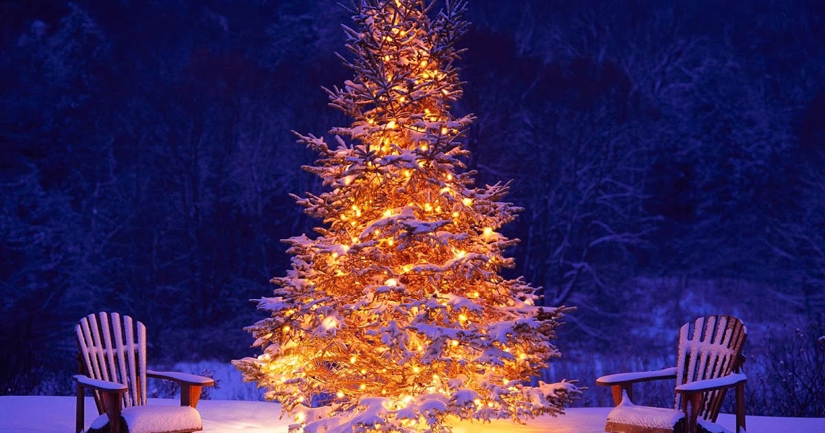 메신저 벽지,크리스마스 트리,크리스마스 장식,나무,콜로라도 가문비 나무,크리스마스 조명