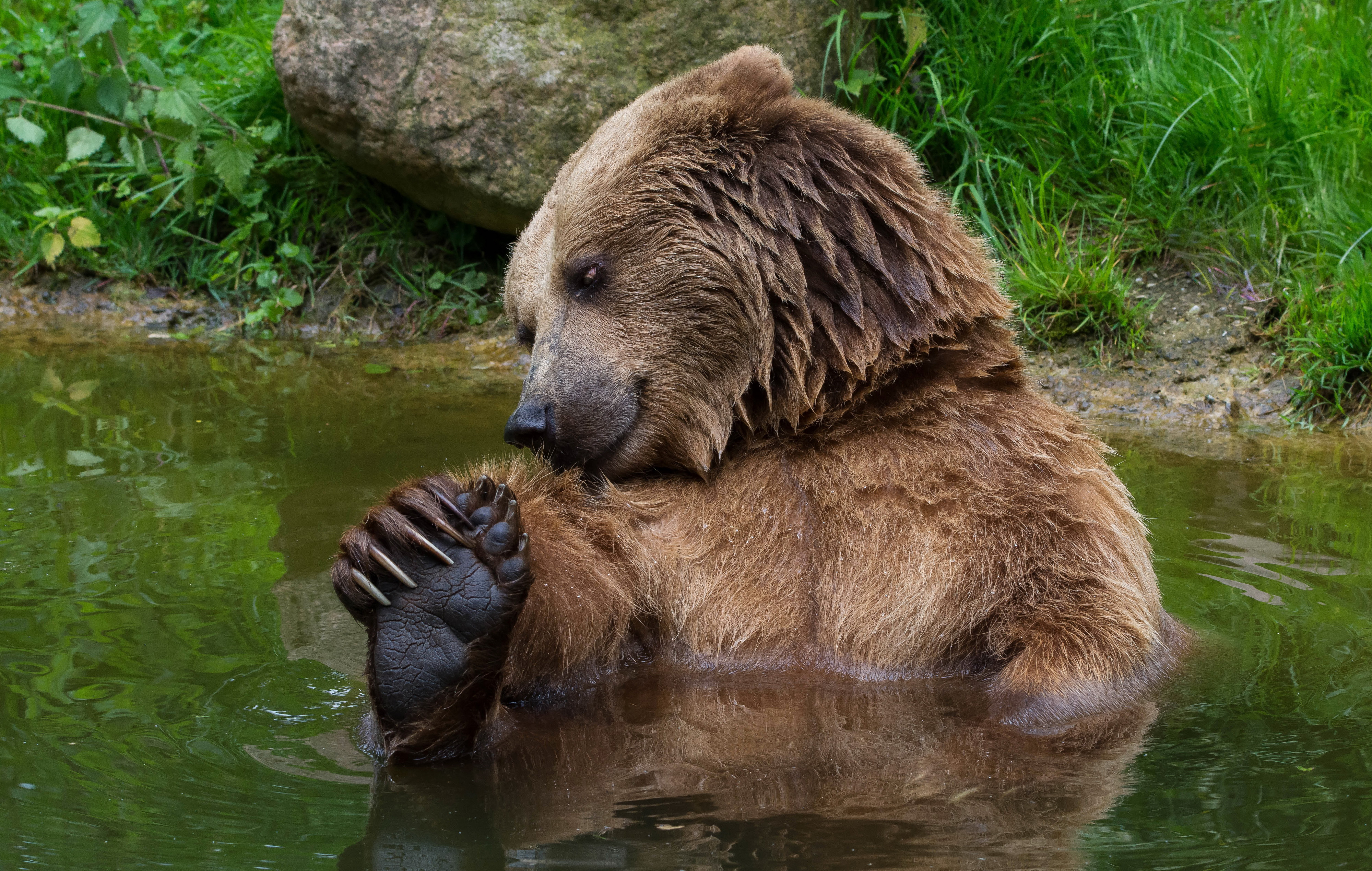 im wallpaper,orso bruno,orso grizzly,animale terrestre,orso kodiak,orso