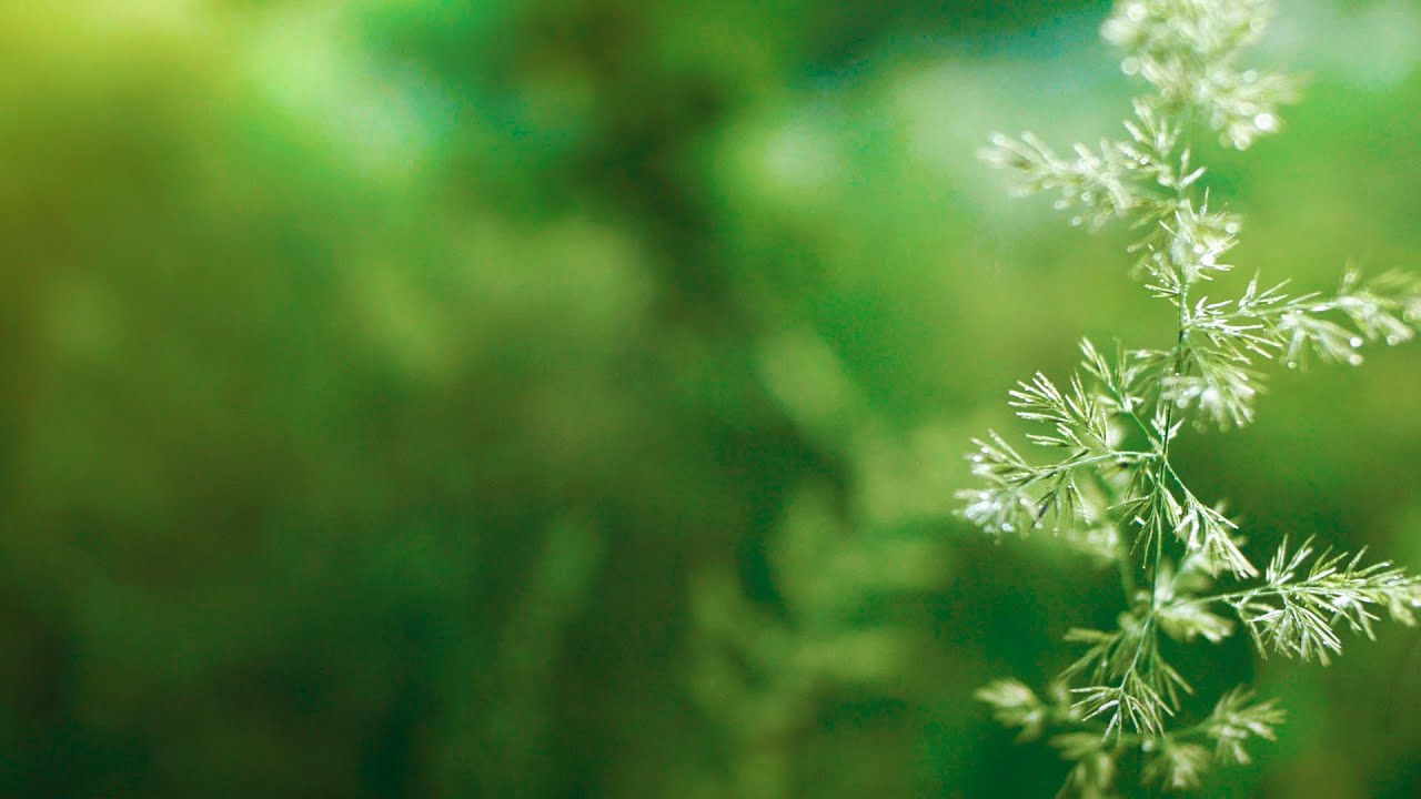 carta da parati a concentrazione,verde,natura,foglia,paesaggio naturale,macrofotografia