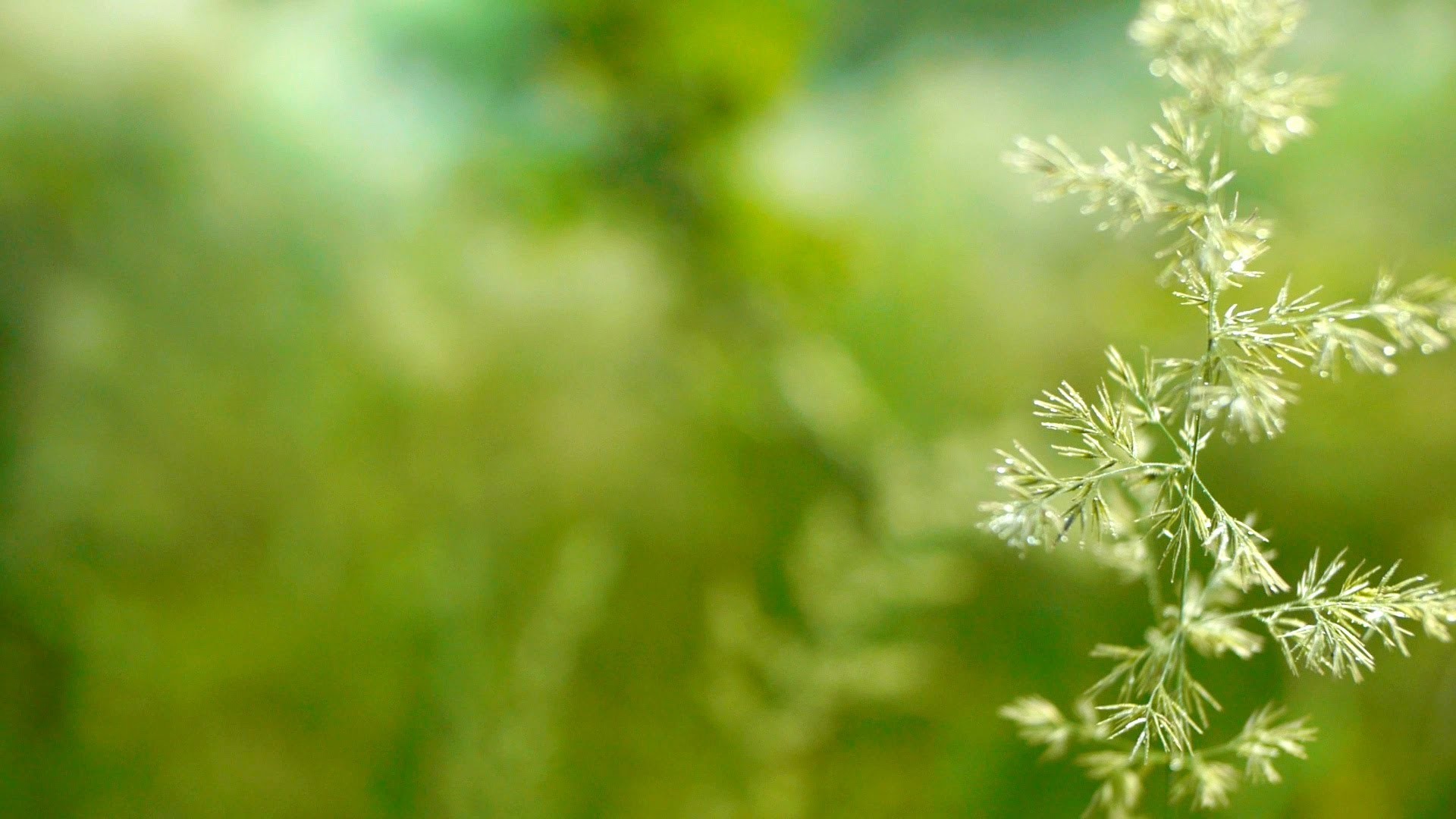 fondo de pantalla de concentración,verde,naturaleza,hoja,planta,flor