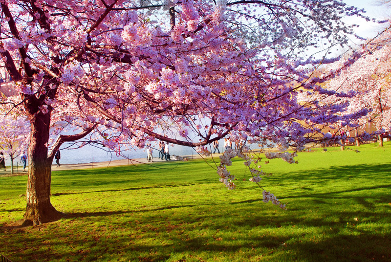 primavera imágenes fondos de pantalla,árbol,naturaleza,primavera,florecer,flor