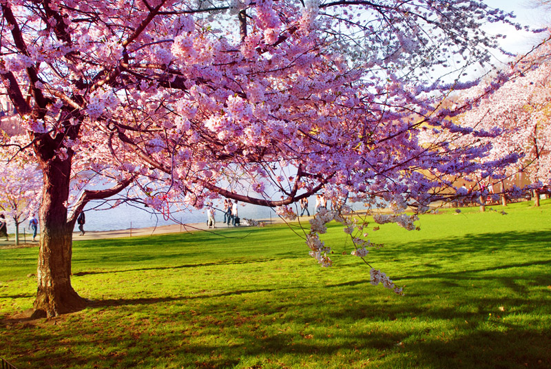 frühlingsbilder wallpaper,baum,natur,frühling,blühen,blume