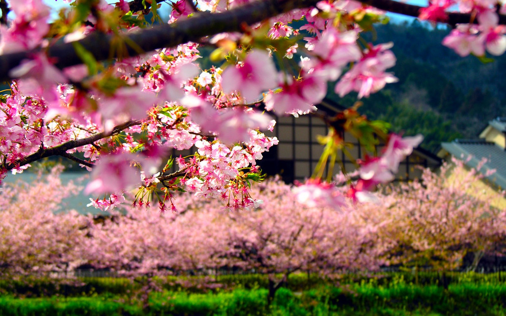 primavera imágenes fondos de pantalla,flor,planta,naturaleza,florecer,primavera
