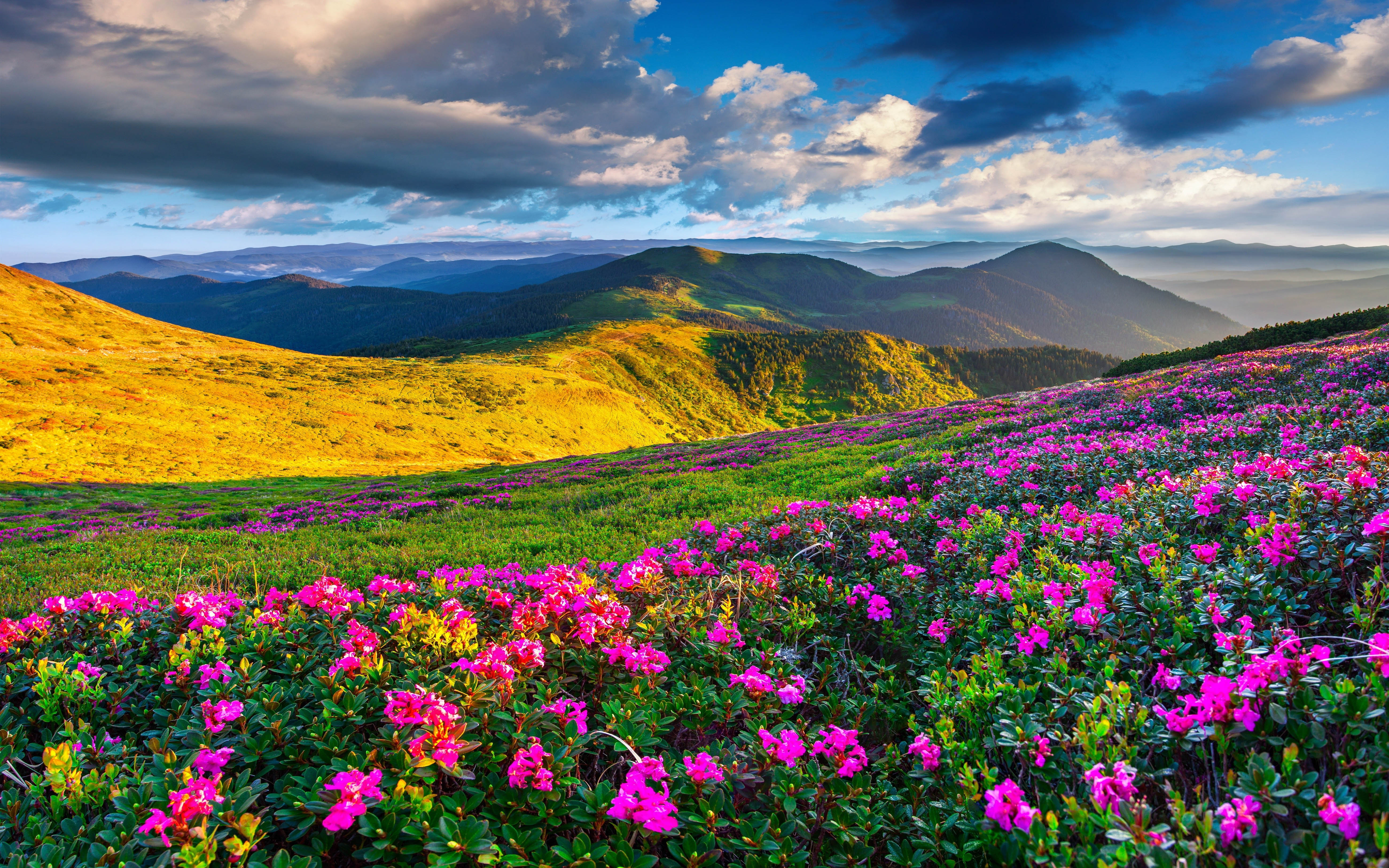 春の写真の壁紙,自然の風景,自然,空,花,草原