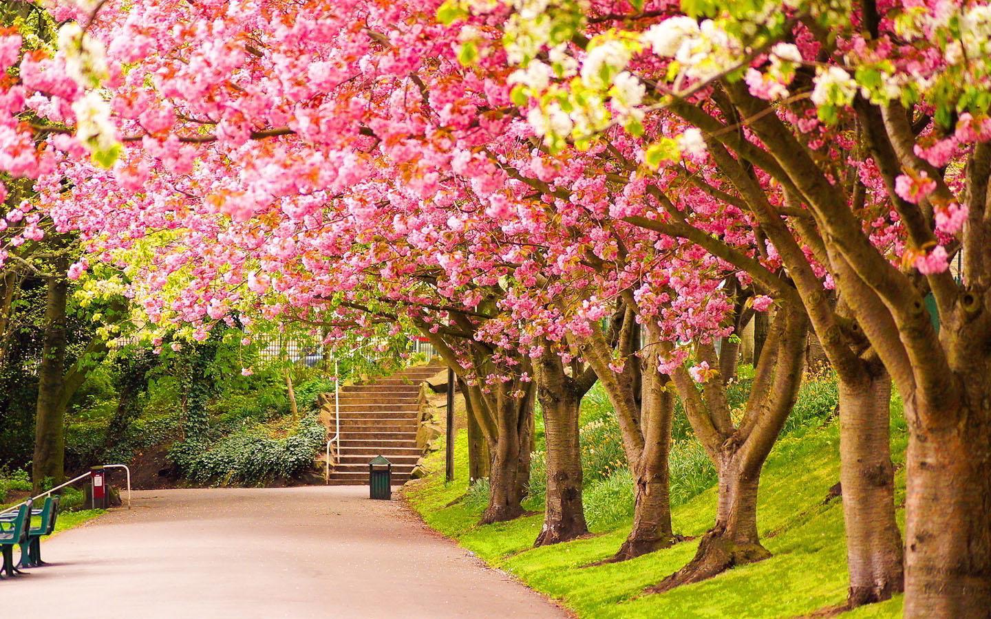 spring pictures wallpaper,flower,tree,plant,spring,blossom