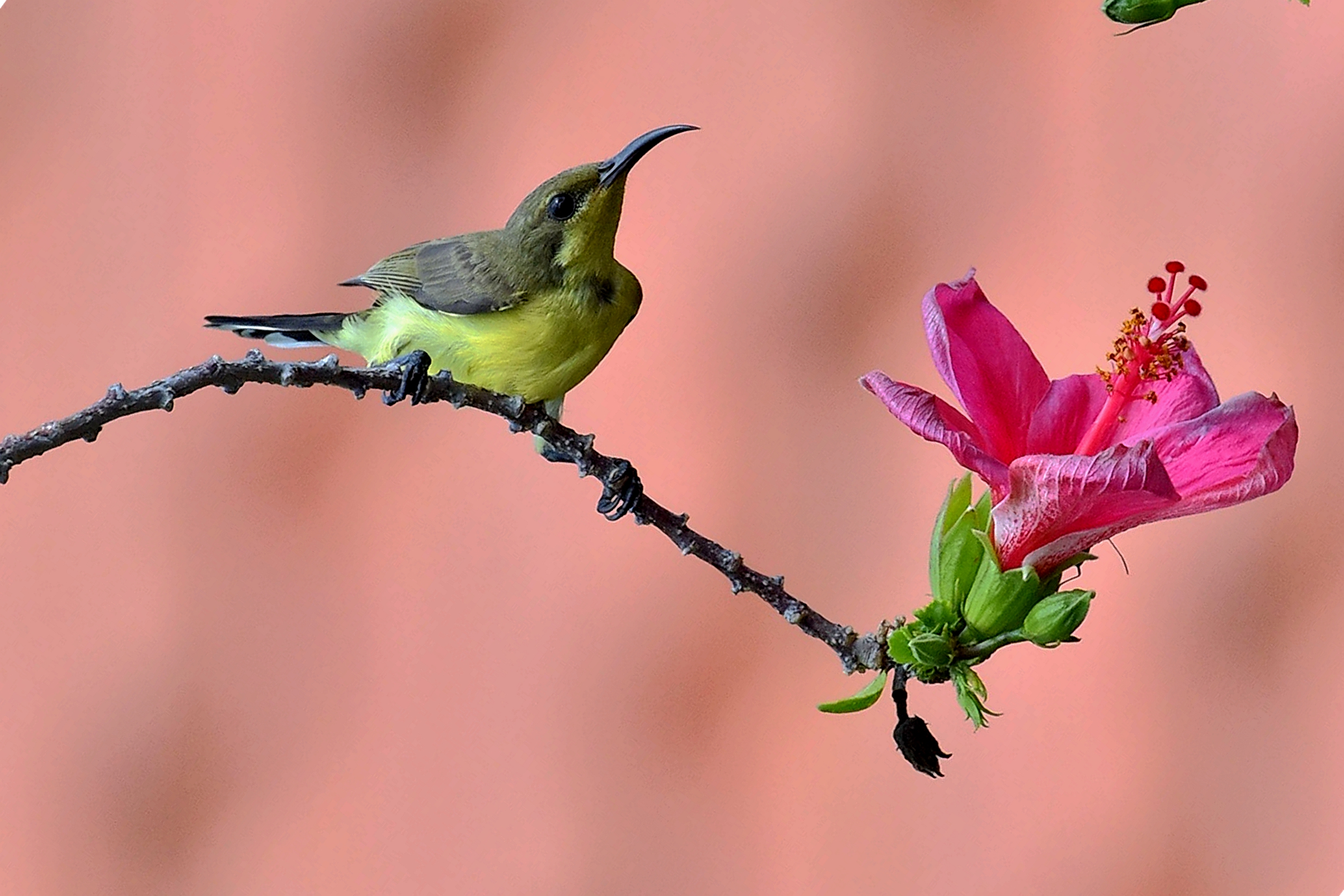 songbird wallpaper,bird,hummingbird,beak,plant,flower