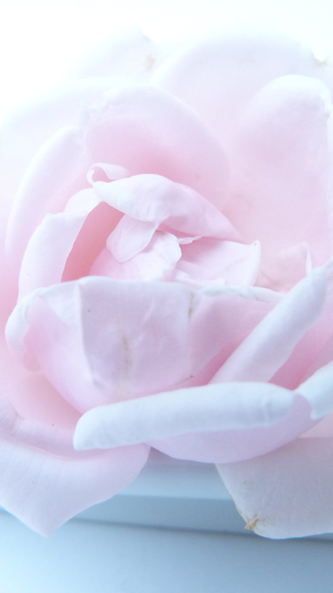 안드로이드를위한 장미 벽지,분홍,꽃잎,하얀,꽃,장미