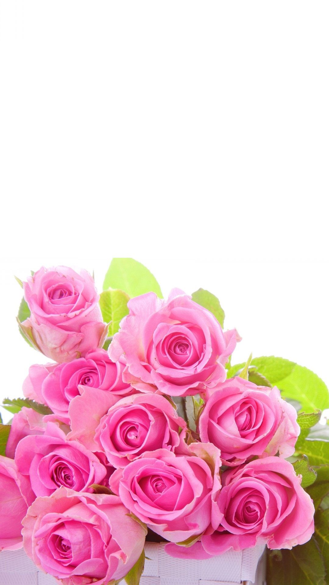 fond d'écran rose pour android,fleur,roses de jardin,rose,rose,famille rose