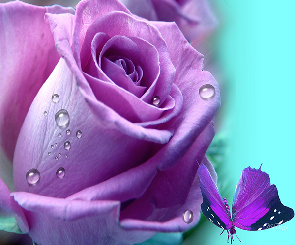 rose wallpaper for android,flower,flowering plant,petal,garden roses,purple