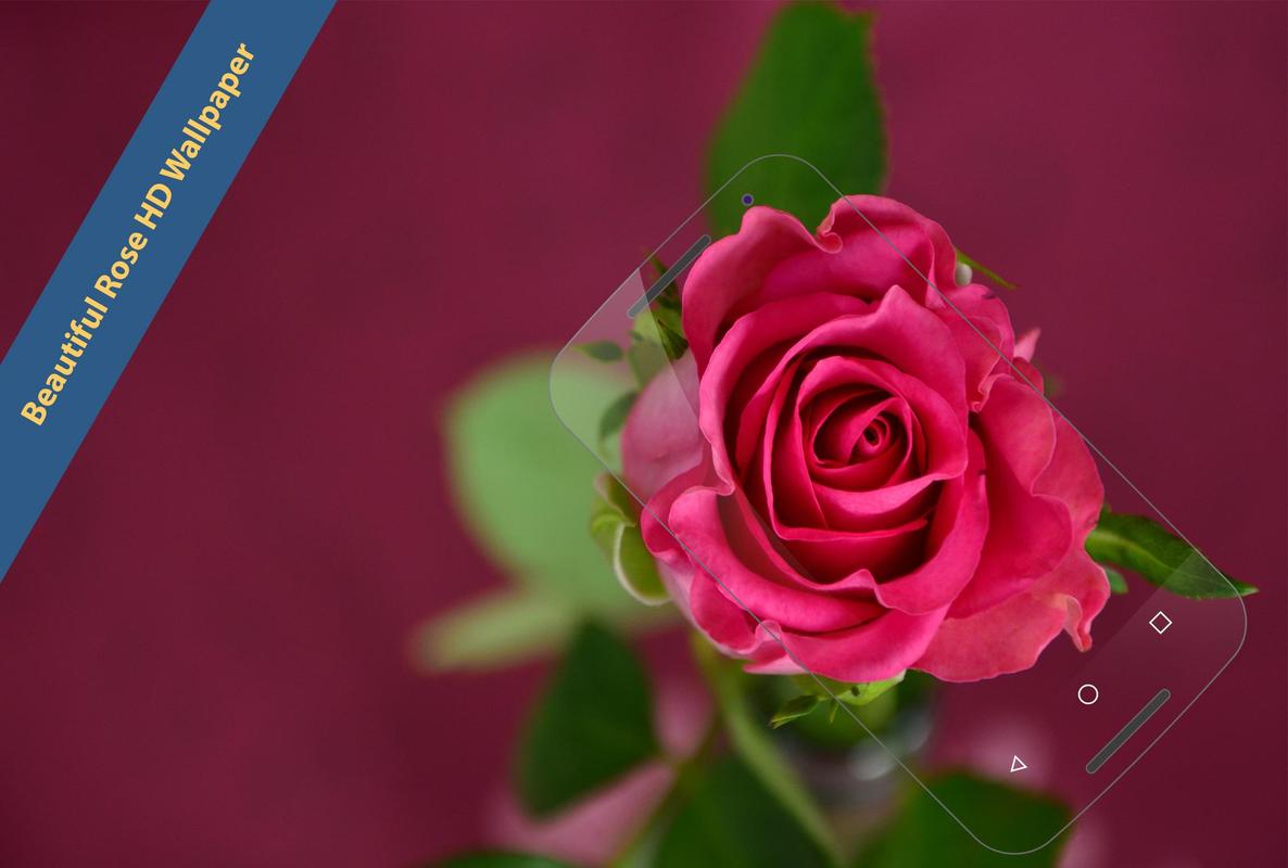 rose wallpaper for android,flower,flowering plant,garden roses,rose,pink
