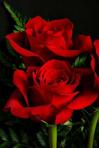 carta da parati rosa per android,fiore,rose da giardino,pianta fiorita,petalo,rosso