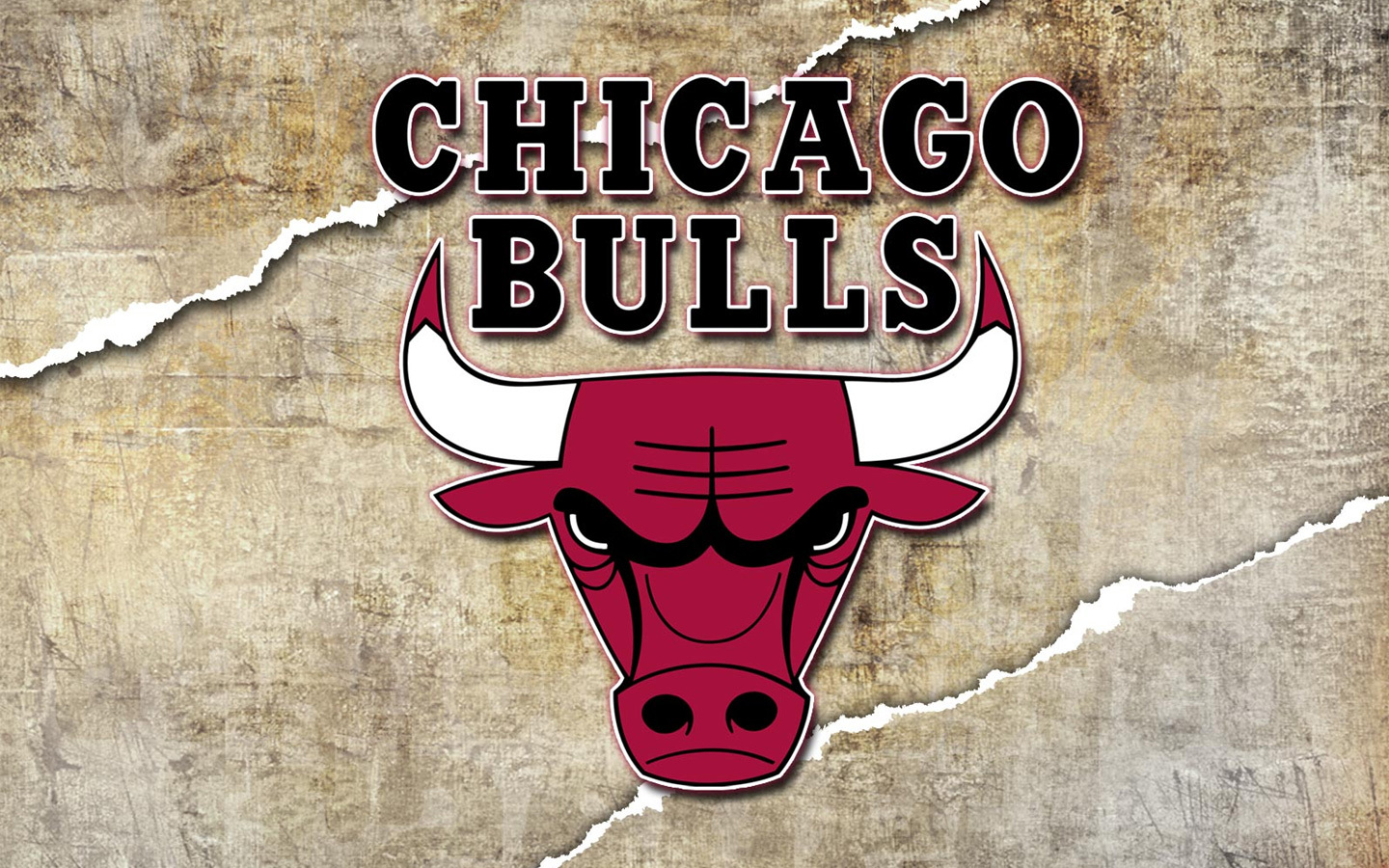 fond d'écran logo taureaux chicago,taureau,famille de chèvre de vache,klaxon,police de caractère,museau