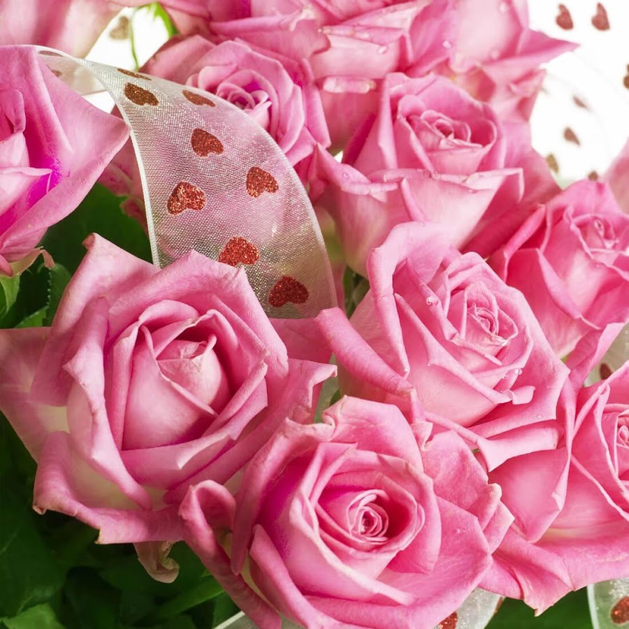 rose live wallpaper download,flower,rose,garden roses,flowering plant