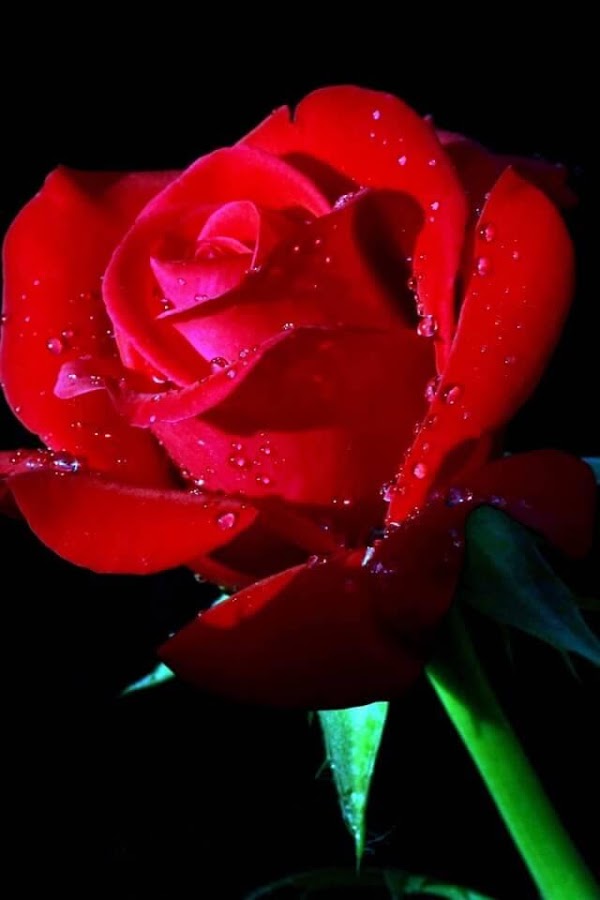 rose live wallpaper download,rose,flowering plant,garden roses,petal,red (517155) WallpaperUse