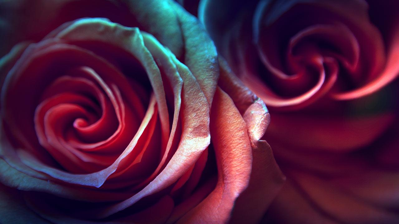 rose live wallpaper download,garden roses,rose,red,flower,petal