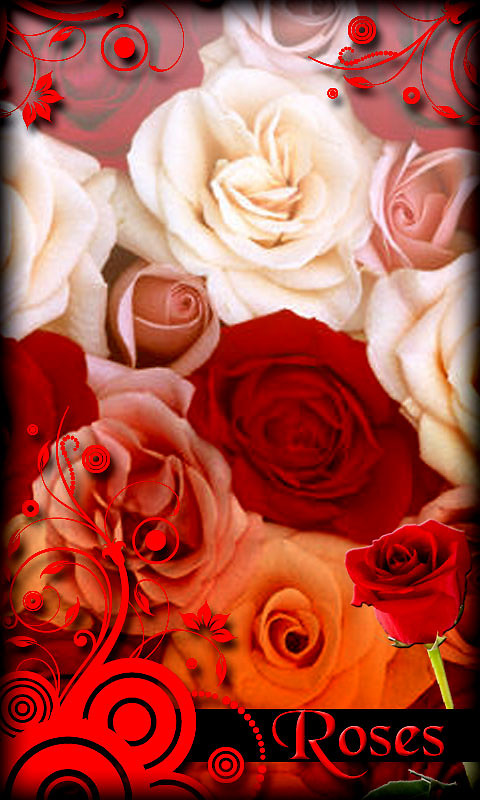 rose live wallpaper herunterladen,gartenrosen,rose,rot,blume,rosenfamilie