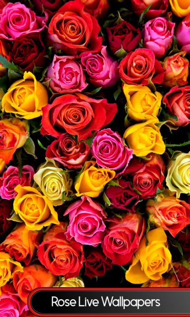 rose live wallpaper descargar,flor,rosa,rosas de jardín,floribunda,rosado
