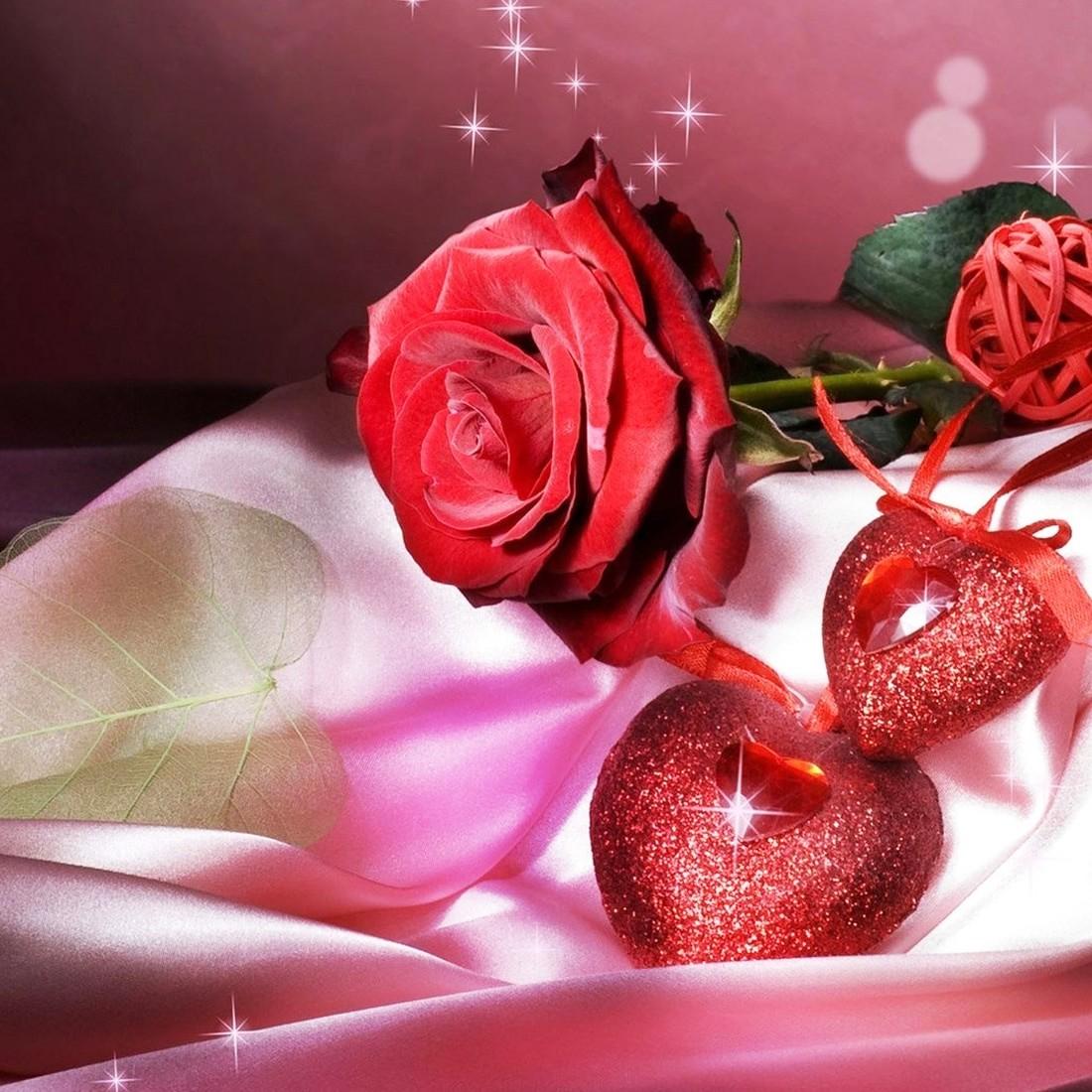 rosa download di sfondi animati,rosa,rosso,rose da giardino,rosa,petalo