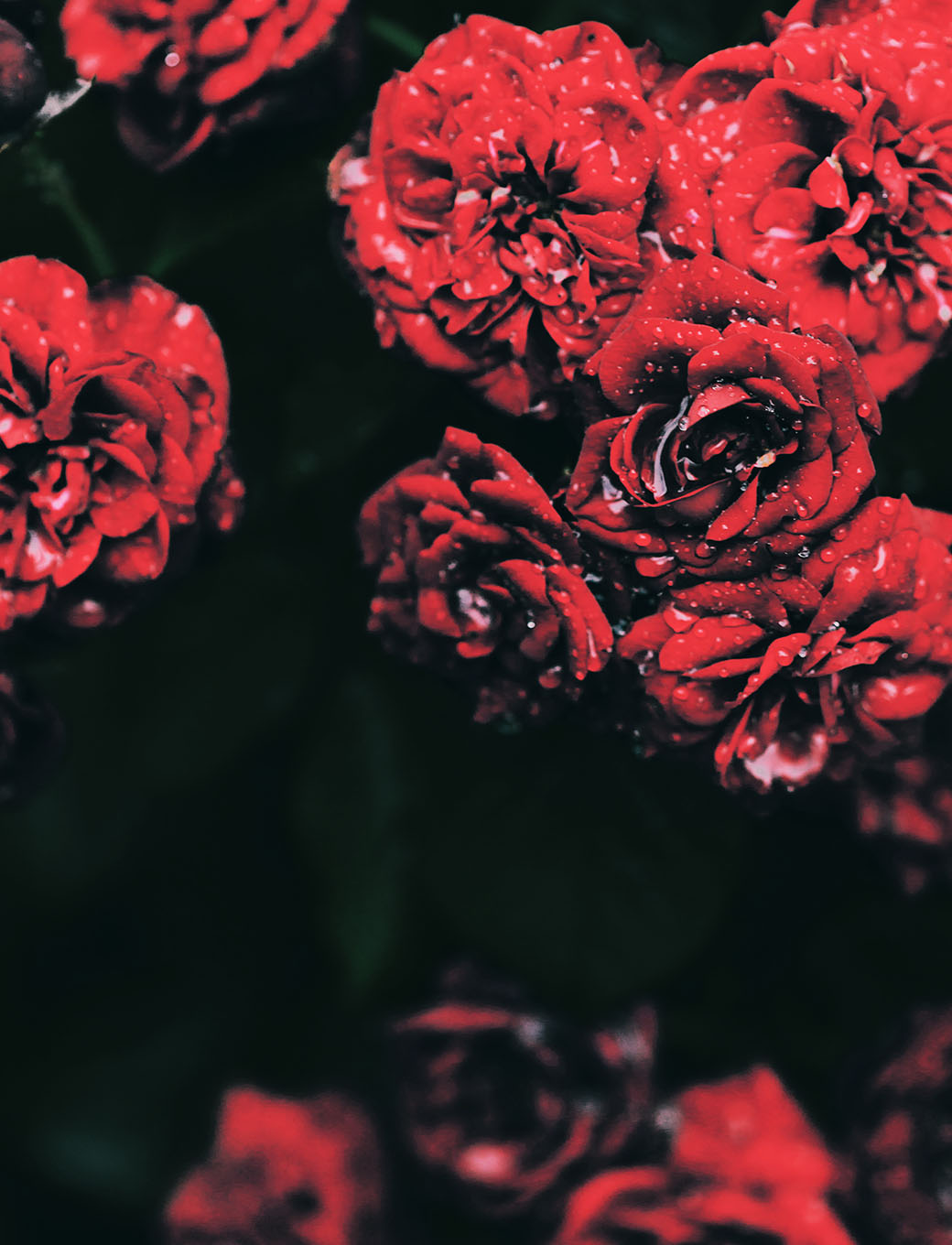 derrick rose fondos de pantalla iphone,rojo,flor,planta,pétalo,rosado