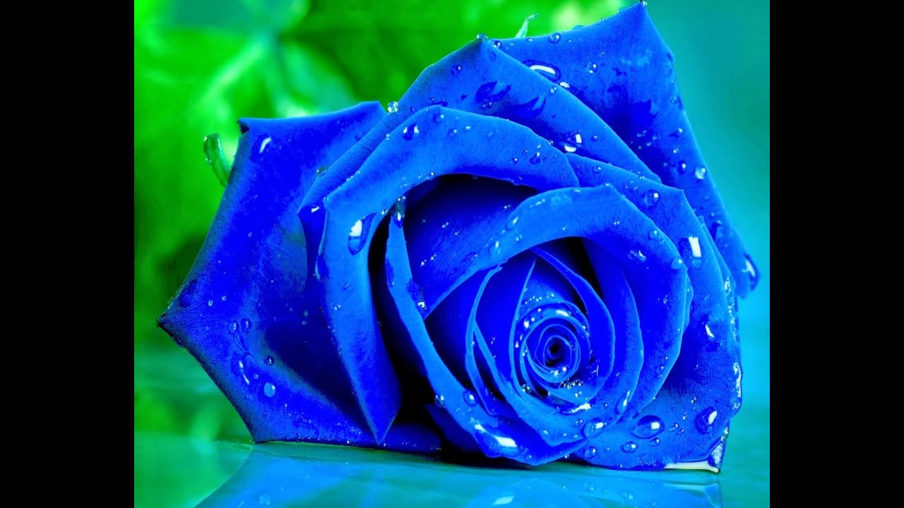 rose live wallpaper hd,flor,rosa,rosas de jardín,azul,pétalo