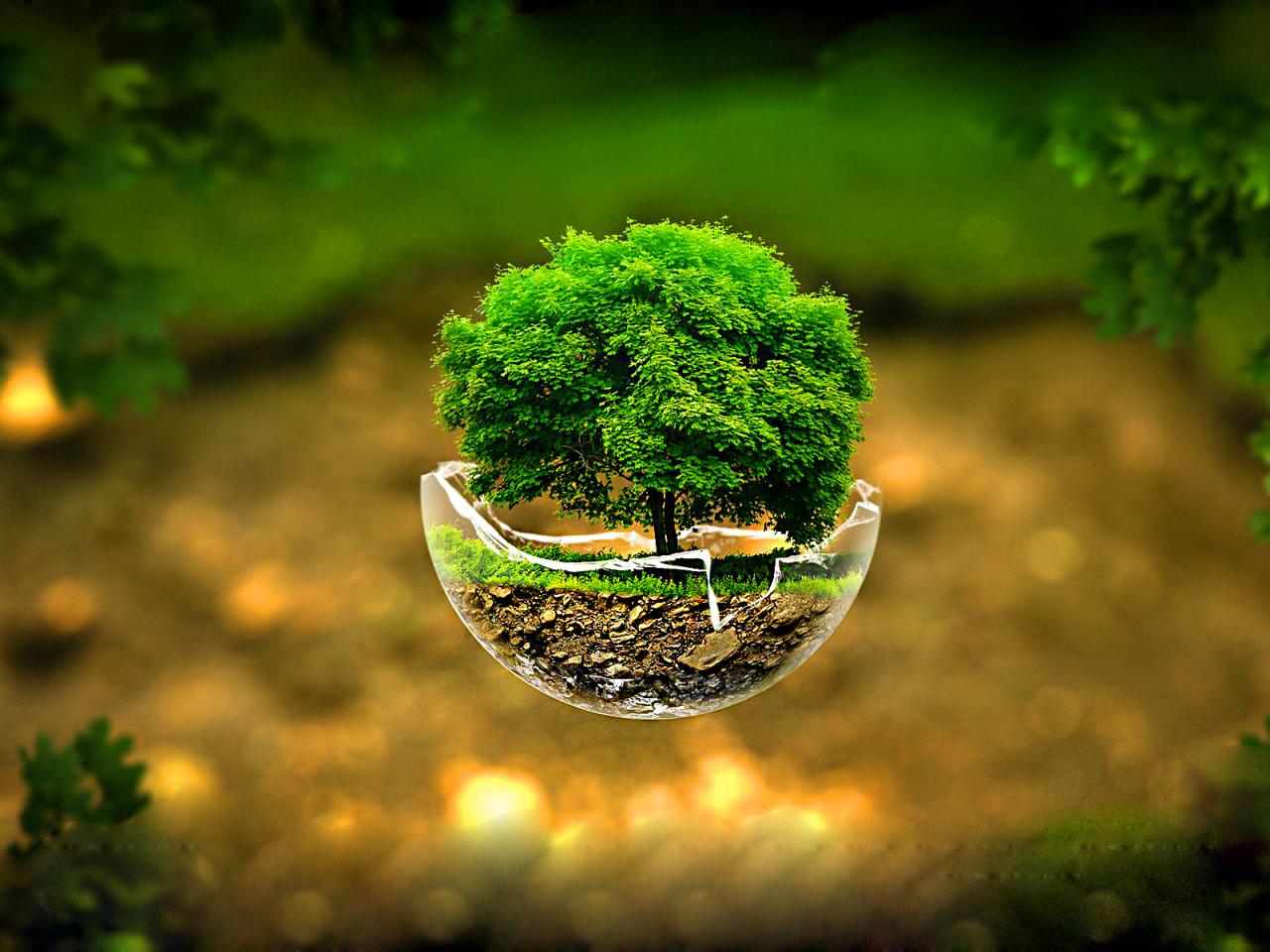carta da parati albero 3d,verde,natura,acqua,paesaggio naturale,albero
