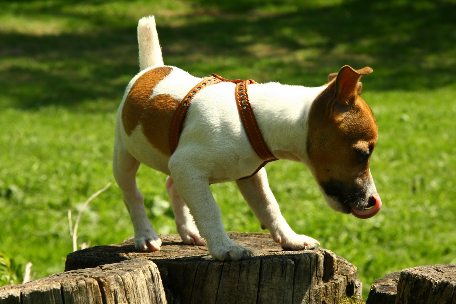 jack russell wallpaper,hund,amerikanischer staffordshire terrier