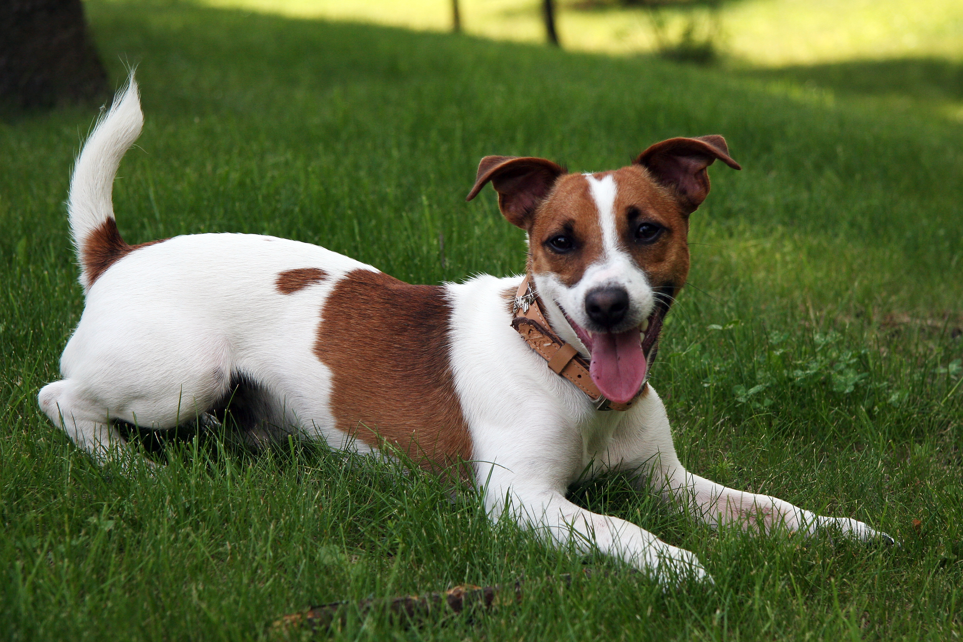 fondo de pantalla de jack russell,perro,perro de compañía,russell terrier,jack russell terrier