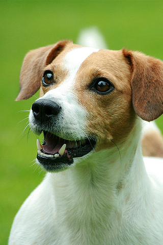 carta da parati jack russell,cane,russell terrier,cane da compagnia,grugno,saccheggiatore