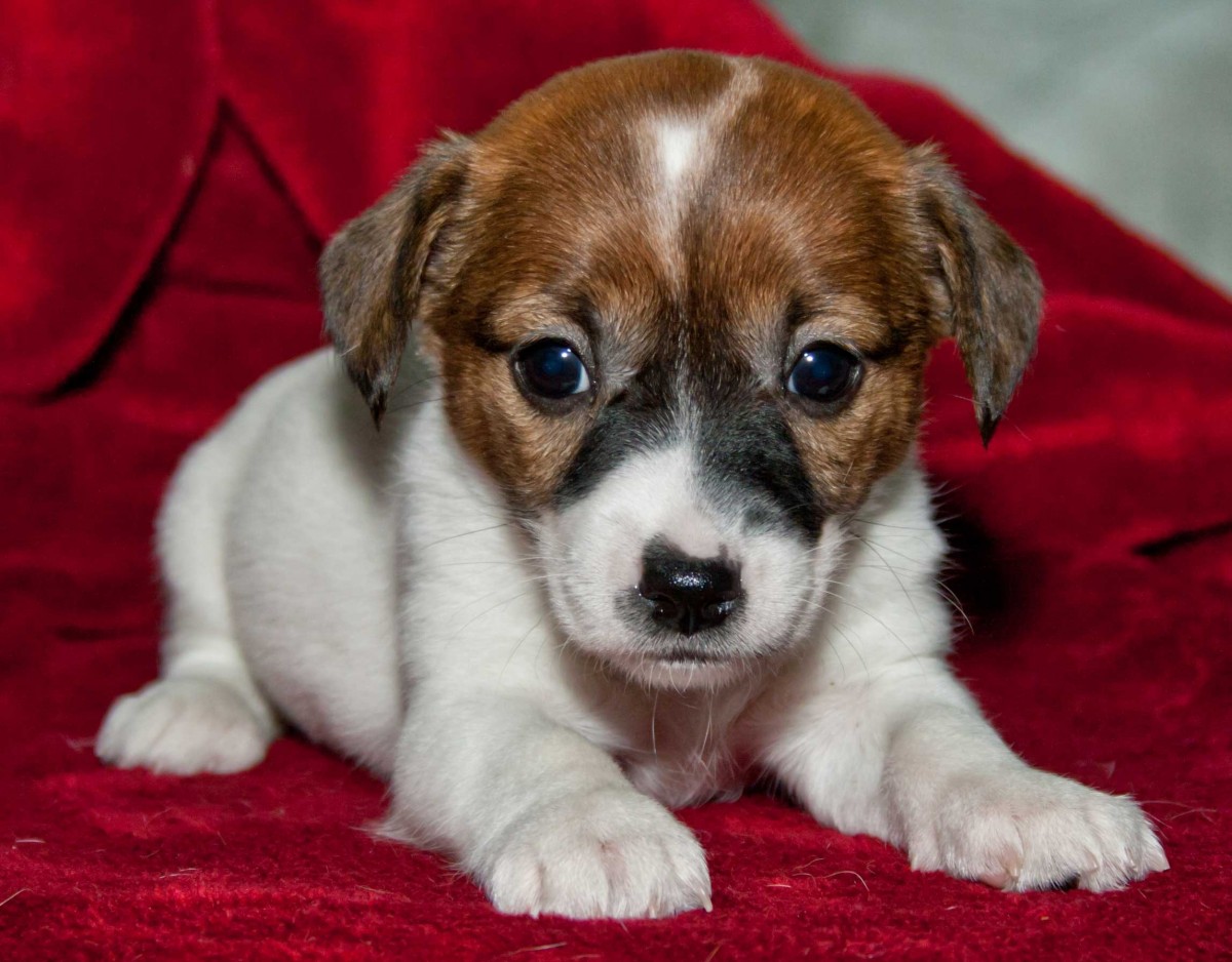 fondo de pantalla de jack russell,perro,perrito,perro de compañía,russell terrier,jack russell terrier