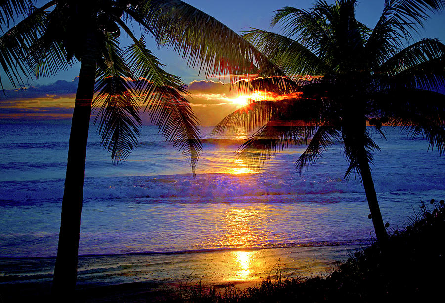 fotografia di carta da parati,natura,cielo,albero,palma,caraibico