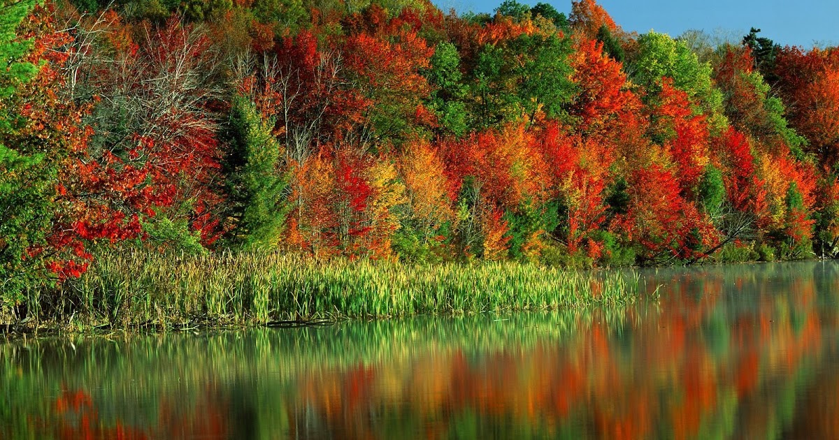 daru wallpaper,natural landscape,nature,reflection,tree,leaf