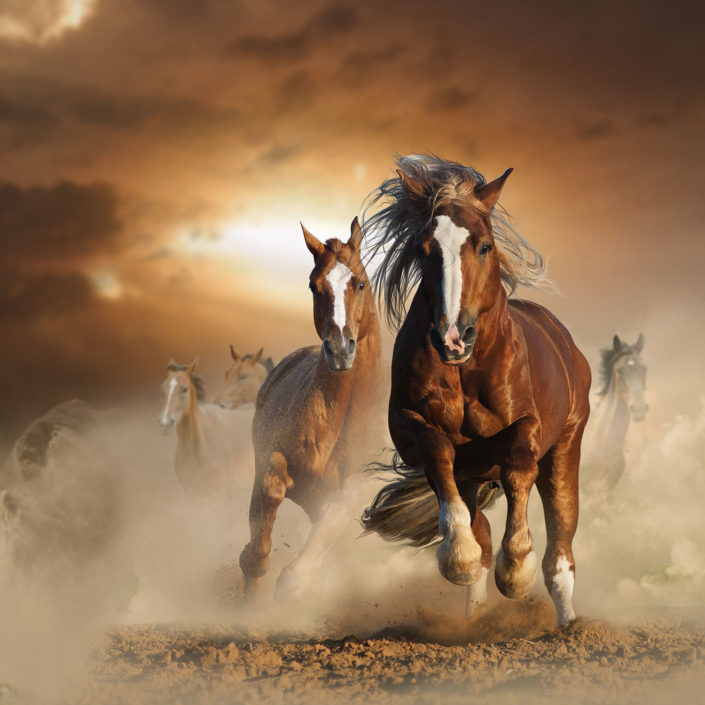 papier peint personnalisé inde,cheval,cheval mustang,étalon,crinière,jument