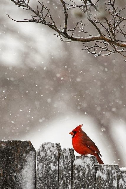 foto wallpaper foto,kardinal,nördlicher kardinal,vogel,schnee,rot