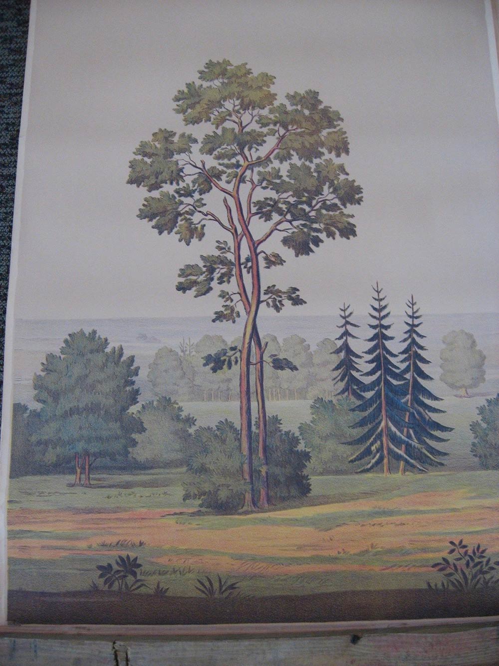 wallpaper murals for sale,tree,painting,woody plant,plant,acrylic paint