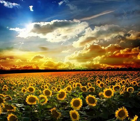 wallpaper murals australia,sky,sunflower,natural landscape,nature,field