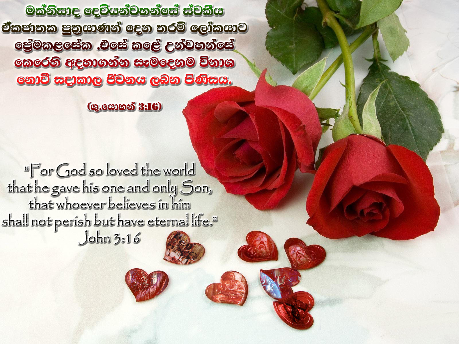 sinhala bible words wallpaper,garden roses,flower,red,petal,rose