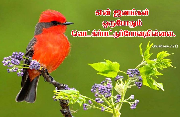 carta da parati parole bibbia singalese,uccello,colibrì,coraciiformes,natura,rufous colibrì