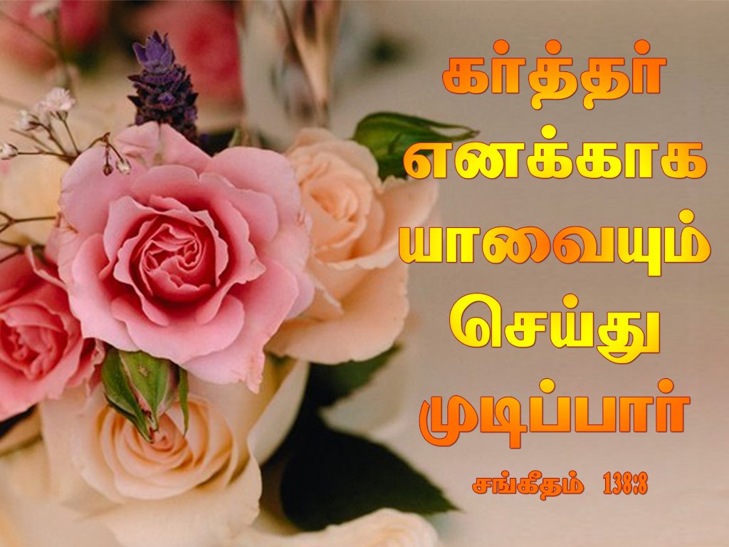 carta da parati parole bibbia singalese,fiore,rosa,tagliare i fiori,rose da giardino,rosa