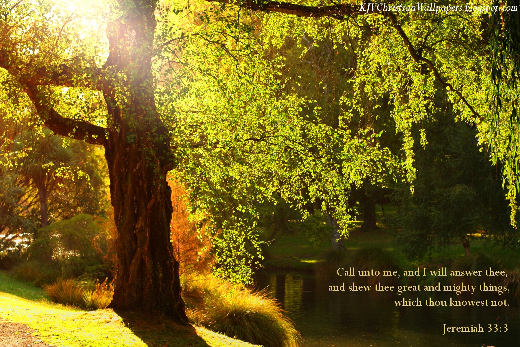 kjv聖書の詩壁紙,自然の風景,自然,木,日光,光