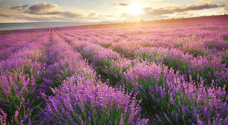 sinhala bible words wallpaper,lavender,flower,prairie,plant,purple