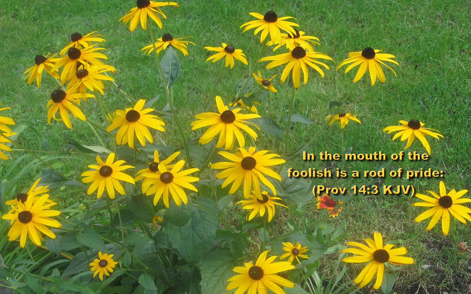 bible verses wallpapers free download,black eyed susan,flower,plant,yellow,flowering plant