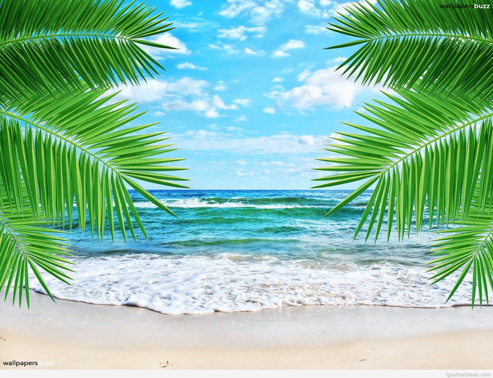 summer theme wallpaper,nature,tree,sky,tropics,palm tree