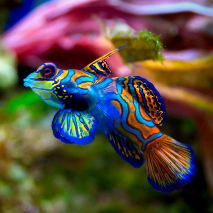 papel pintado temático de pescado,pez,azul,biología marina,pez,azul eléctrico