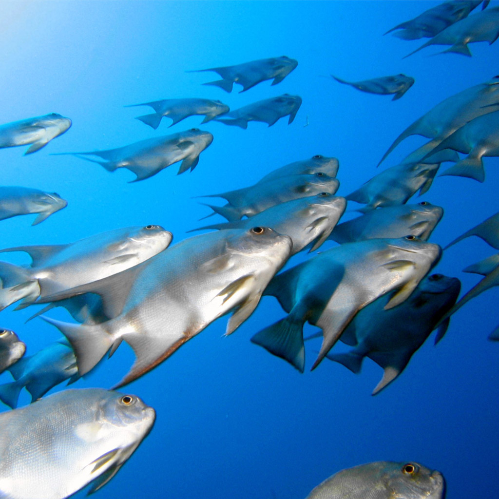 魚をテーマにした壁紙 魚 海洋生物学 水中 魚 サンゴ礁の魚 Wallpaperuse