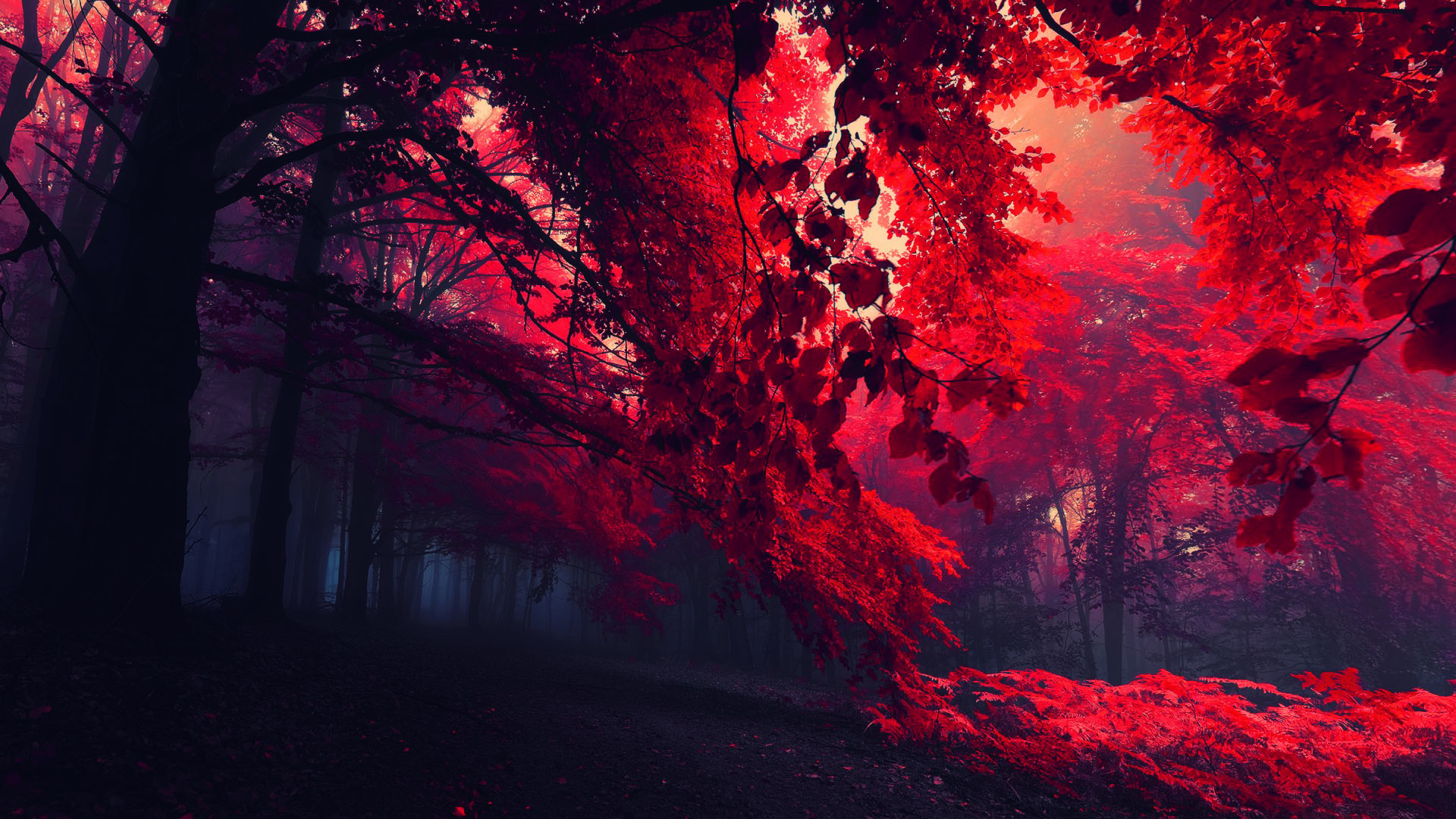 赤いテーマの壁紙,赤,自然,空,木,雰囲気