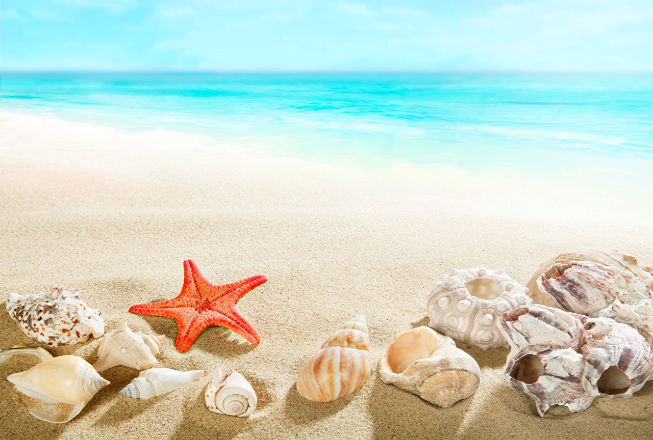 papier peint sur le thème des poissons,étoile de mer,coquille,conque,le sable,conque