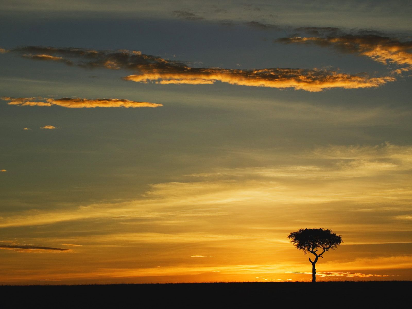 carta da parati a tema africano,cielo,natura,orizzonte,tramonto,nube